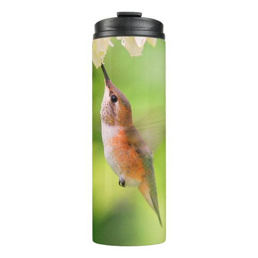 Rufous Hummingbird Sips Blueberry Blossom Nectar Thermosbeker (Voorkant)