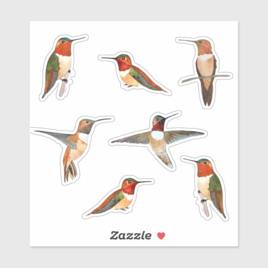 Rufous Hummingbird Sticker (Vel)