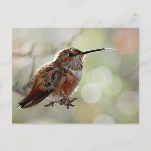 Rufous Hummingbird Tounge Briefkaart