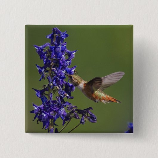 Rufous Hummingbird Vierkante Button 5,1 Cm (Voorkant)