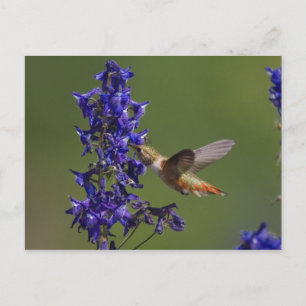 Rufous Kolibrie, Selasphorus rufus, vrouw Briefkaart
