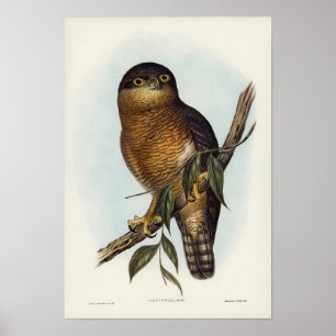 Rufous Owl van Elizabeth Gould Poster