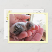 Rufus op 16 dagen oud briefkaart (Voorkant / Achterkant)