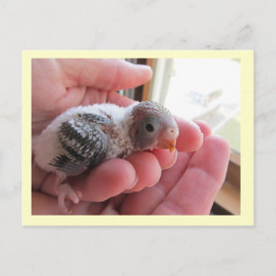 Rufus op 16 dagen oud briefkaart