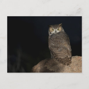 Rug Great Horned Owl Briefkaart