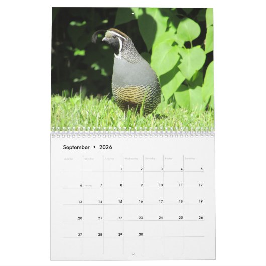 Rug Yard Birds! Bird Watcher CALENDAR Kalender (Sep 2026)