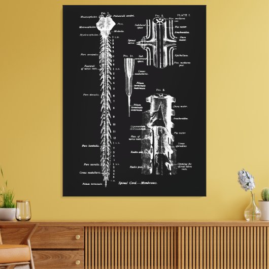Ruggenmerg Membraan Anatomie Medisch Decor Canvas Afdruk (Insitu (Woonkamer))