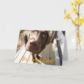 Ruik ik taart? Chocolate Lab Wenskaart Kaart (Gele Bloem)