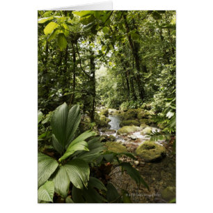 ruisseau en forêt tropicale, Dominique