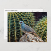 Ruitduif (Geopelia Cuneata) Briefkaart (Voorkant / Achterkant)