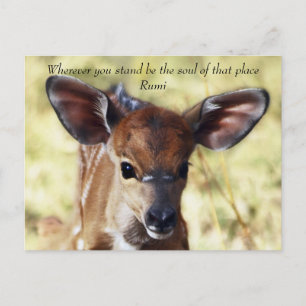 Rumi waar je ook staat briefkaart