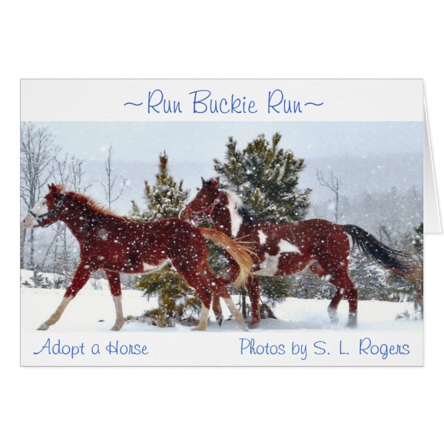 "Run Buckie run" (Voorkant Horizontaal)