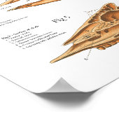 Runderen Koe Skeletspieranatomie Poster (Hoek)