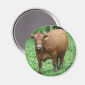 Runderen Magneet (Voorkant / Achterkant)