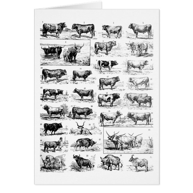 Rundergrafiek (Voorkant)