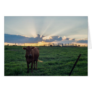 Rundvee Boerderij Sunset