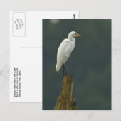 Rundvee Briefkaart (Voorkant / Achterkant)
