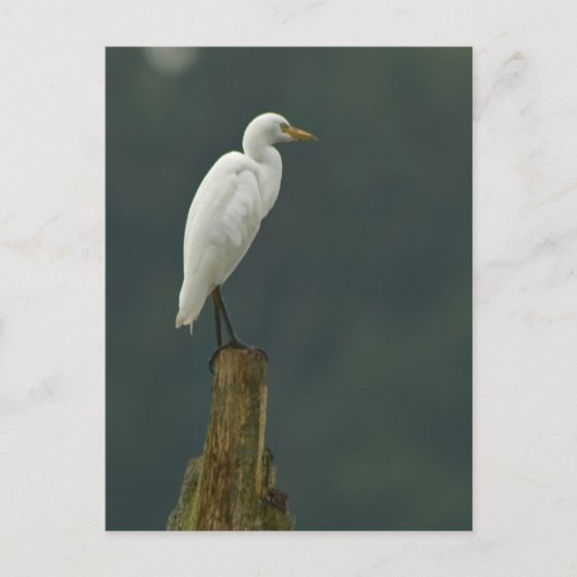 Rundvee Briefkaart (Voorkant)