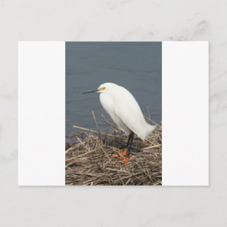 Rundvee Briefkaart