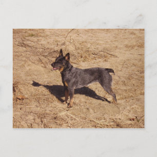 Rundvee Dog Post Card Briefkaart