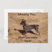 Rundvee Dog Post Card Briefkaart (Voorkant / Achterkant)