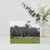 Rundvee en Cypress Briefkaart (Staand voorkant)
