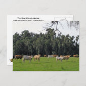 Rundvee en Cypress Briefkaart (Voorkant / Achterkant)