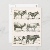 Rundvee, Frankrijk, diverse rassen Briefkaart (Voorkant / Achterkant)