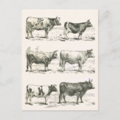 Rundvee, Frankrijk, diverse rassen Briefkaart (Voorkant)