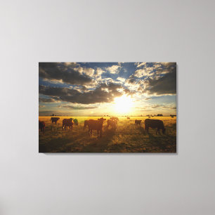 Rundvee in het veld, zonsondergang canvas afdruk