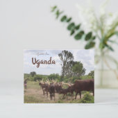 Rundvee in Oeganda Briefkaart (Staand voorkant)