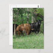 Rundvee in pasta briefkaart (Voorkant / Achterkant)
