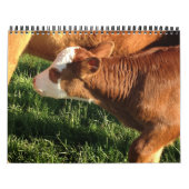 Rundvee Kalender (Hoes)
