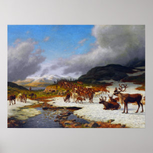 Rundvee kudde in de bergen ten noorden van Røros Poster