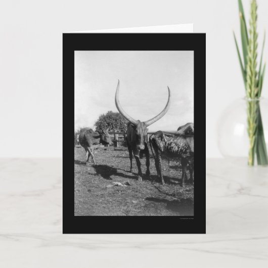 Rundvee met Big Horns in Afrika 1901 Kaart (Voorkant)