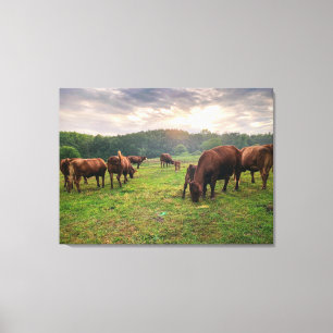 Rundvee op zonsondergang canvas afdruk