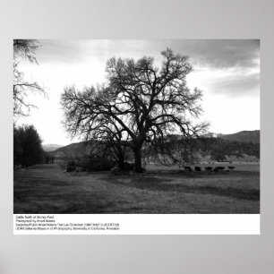 Rundvee ten noorden van Stoney Ford door Ansel Ada Poster