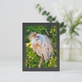 Rundveeteelt op Briefkaart (Staand voorkant)