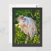 Rundveeteelt op Briefkaart (Voorkant / Achterkant)