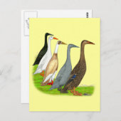 Runner Duck Assortation Briefkaart (Voorkant / Achterkant)