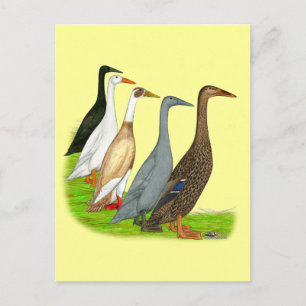 Runner Duck Assortation Briefkaart