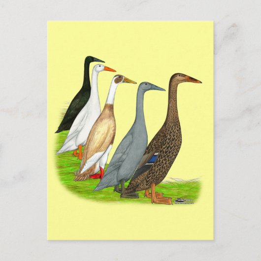 Runner Duck Assortation Briefkaart (Voorkant)