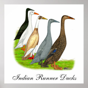 Runner Duck Assortation Poster