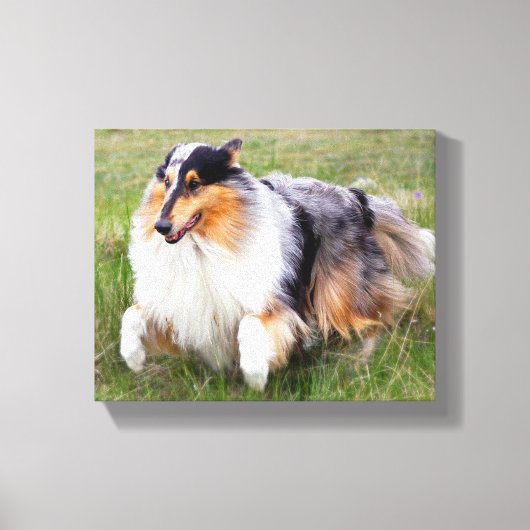 Running Blue Merle Collie Canvas Afdruk (Voorkant)