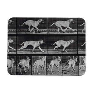 Running Dog, bord 707 uit 'Animal Locomotion', 1 Magneet