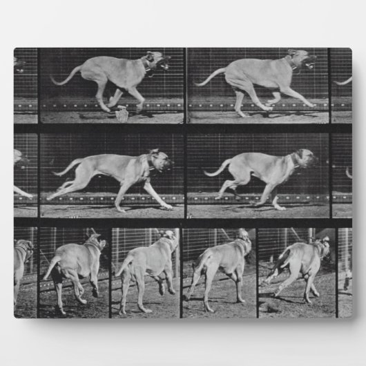 Running Dog, plaque 707 de 'Animal Locomotion', 1 (Devant)