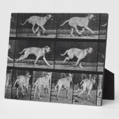 Running Dog, plaque 707 de 'Animal Locomotion', 1 (Côté)