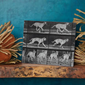 Running Dog, plaque 707 de 'Animal Locomotion', 1 (Côté)