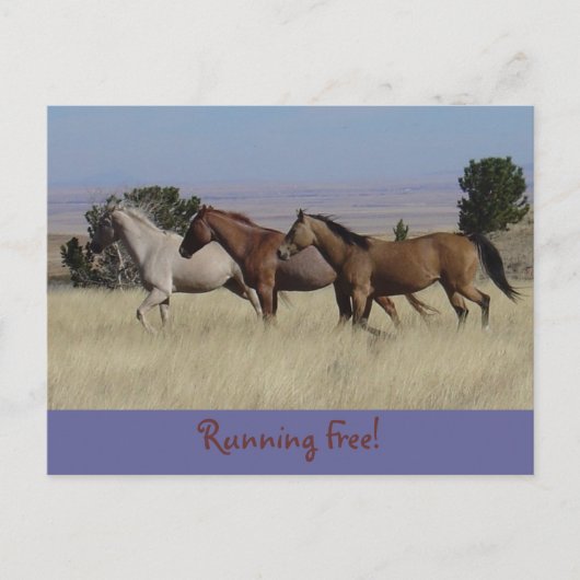 Running Free Briefkaart (Voorkant)