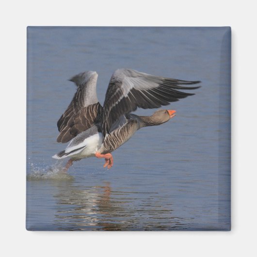 Running Greylag Goose Magneet (Voorkant)